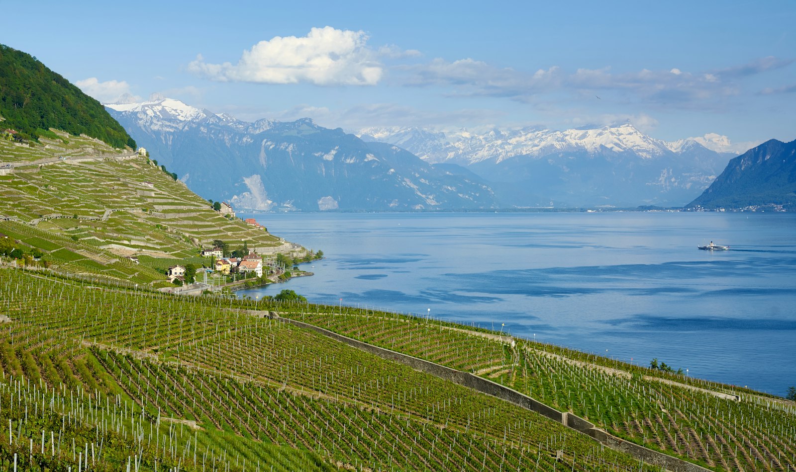 Lavaux Les vignes en terrasses de Lavaux au-dessus du Léman, face aux Alpes